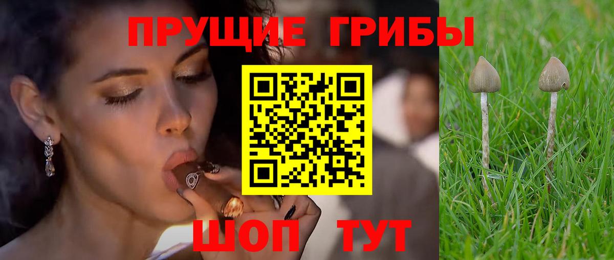 Галлюциногенные грибы Cubensis  Псилоцибиновые грибы GOLDEN TEACHER  Гурьевск  Вход с VPN 